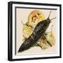 The Black Slug-null-Framed Giclee Print