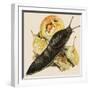 The Black Slug-null-Framed Giclee Print