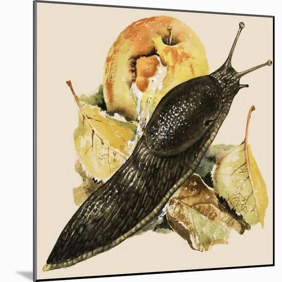 The Black Slug-null-Mounted Giclee Print