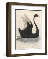 The Black Swan of New South Wales-Harrison Cluse-Framed Photographic Print