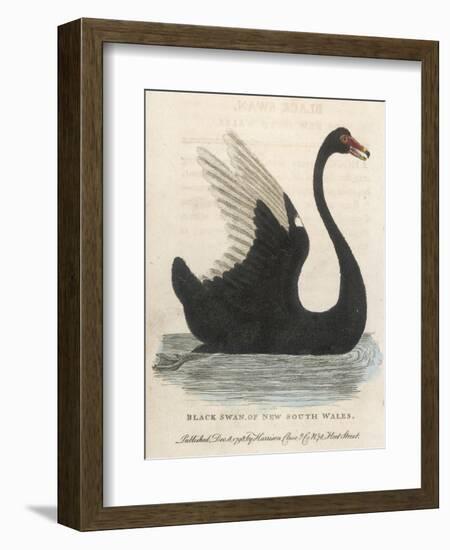 The Black Swan of New South Wales-Harrison Cluse-Framed Photographic Print