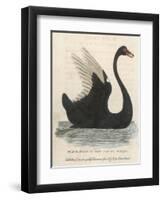 The Black Swan of New South Wales-Harrison Cluse-Framed Photographic Print