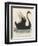 The Black Swan of New South Wales-Harrison Cluse-Framed Photographic Print