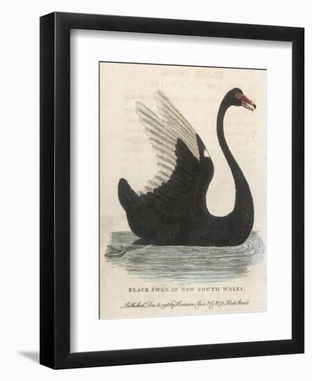 The Black Swan of New South Wales-Harrison Cluse-Framed Photographic Print