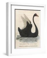 The Black Swan of New South Wales-Harrison Cluse-Framed Photographic Print