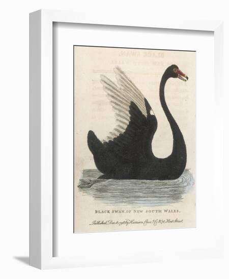 The Black Swan of New South Wales-Harrison Cluse-Framed Photographic Print