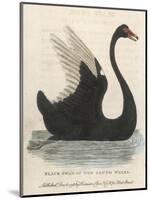 The Black Swan of New South Wales-Harrison Cluse-Mounted Photographic Print
