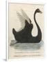 The Black Swan of New South Wales-Harrison Cluse-Framed Photographic Print