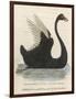 The Black Swan of New South Wales-Harrison Cluse-Framed Photographic Print