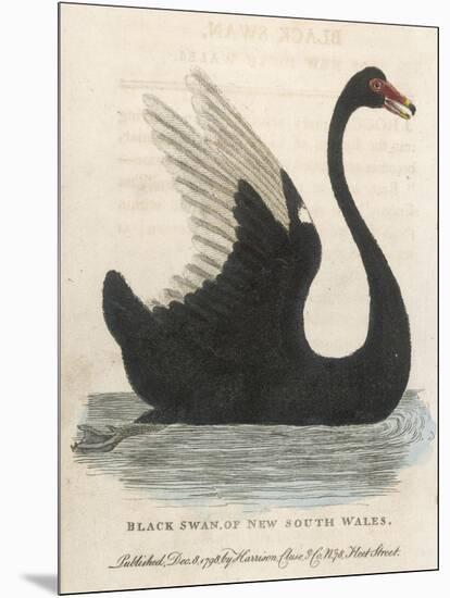 The Black Swan of New South Wales-Harrison Cluse-Mounted Photographic Print