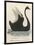 The Black Swan of New South Wales-Harrison Cluse-Framed Photographic Print