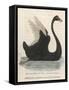 The Black Swan of New South Wales-Harrison Cluse-Framed Stretched Canvas