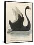 The Black Swan of New South Wales-Harrison Cluse-Framed Stretched Canvas