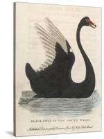 The Black Swan of New South Wales-Harrison Cluse-Stretched Canvas