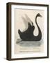 The Black Swan of New South Wales-Harrison Cluse-Framed Photographic Print