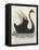 The Black Swan of New South Wales-Harrison Cluse-Framed Stretched Canvas