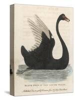 The Black Swan of New South Wales-Harrison Cluse-Stretched Canvas