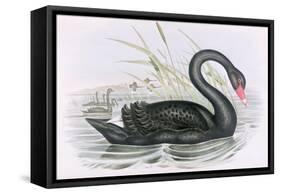 The Black Swan-John Gould-Framed Stretched Canvas