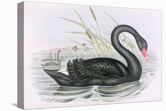 The Black Swan-John Gould-Stretched Canvas