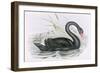 The Black Swan-John Gould-Framed Giclee Print