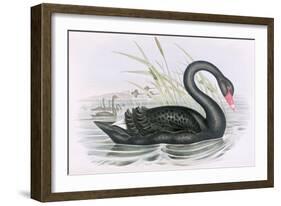 The Black Swan-John Gould-Framed Giclee Print