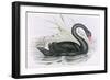 The Black Swan-John Gould-Framed Giclee Print
