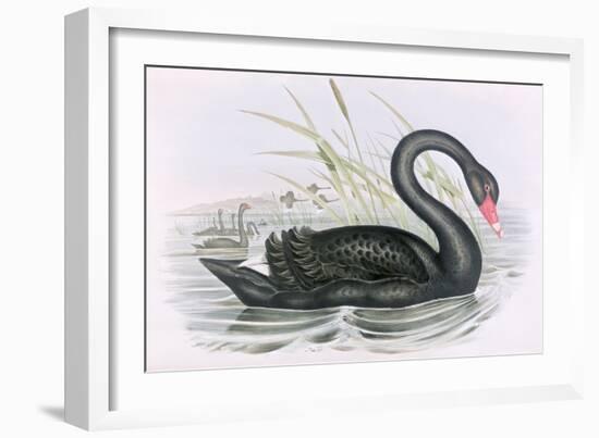 The Black Swan-John Gould-Framed Giclee Print