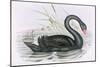 The Black Swan-John Gould-Mounted Giclee Print