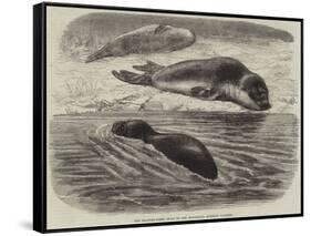 The Bladder-Nosed Seals in the Zoological Society's Gardens-Thomas W. Wood-Framed Stretched Canvas