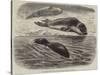 The Bladder-Nosed Seals in the Zoological Society's Gardens-Thomas W. Wood-Stretched Canvas