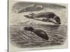 The Bladder-Nosed Seals in the Zoological Society's Gardens-Thomas W. Wood-Stretched Canvas