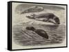 The Bladder-Nosed Seals in the Zoological Society's Gardens-Thomas W. Wood-Framed Stretched Canvas