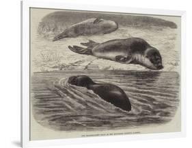 The Bladder-Nosed Seals in the Zoological Society's Gardens-Thomas W. Wood-Framed Giclee Print