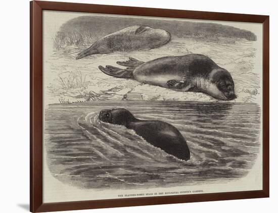 The Bladder-Nosed Seals in the Zoological Society's Gardens-Thomas W. Wood-Framed Giclee Print