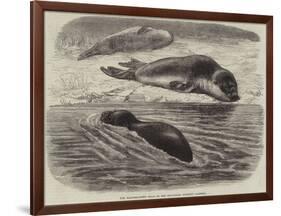 The Bladder-Nosed Seals in the Zoological Society's Gardens-Thomas W. Wood-Framed Giclee Print