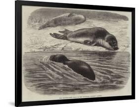 The Bladder-Nosed Seals in the Zoological Society's Gardens-Thomas W. Wood-Framed Giclee Print