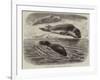 The Bladder-Nosed Seals in the Zoological Society's Gardens-Thomas W. Wood-Framed Giclee Print