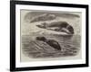 The Bladder-Nosed Seals in the Zoological Society's Gardens-Thomas W. Wood-Framed Giclee Print