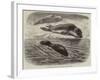 The Bladder-Nosed Seals in the Zoological Society's Gardens-Thomas W. Wood-Framed Giclee Print