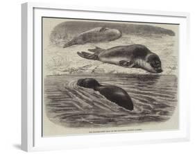 The Bladder-Nosed Seals in the Zoological Society's Gardens-Thomas W. Wood-Framed Giclee Print