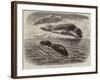 The Bladder-Nosed Seals in the Zoological Society's Gardens-Thomas W. Wood-Framed Giclee Print