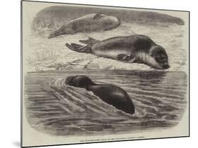 The Bladder-Nosed Seals in the Zoological Society's Gardens-Thomas W. Wood-Mounted Giclee Print