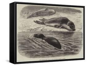 The Bladder-Nosed Seals in the Zoological Society's Gardens-Thomas W. Wood-Framed Stretched Canvas