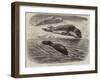 The Bladder-Nosed Seals in the Zoological Society's Gardens-Thomas W. Wood-Framed Giclee Print