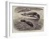 The Bladder-Nosed Seals in the Zoological Society's Gardens-Thomas W. Wood-Framed Giclee Print