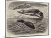 The Bladder-Nosed Seals in the Zoological Society's Gardens-Thomas W. Wood-Mounted Giclee Print