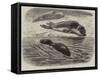 The Bladder-Nosed Seals in the Zoological Society's Gardens-Thomas W. Wood-Framed Stretched Canvas