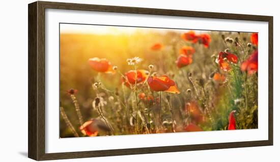 The Blooming Poppy Flowers in the Field-olegkalina-Framed Photographic Print