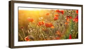 The Blooming Poppy Flowers in the Field-olegkalina-Framed Photographic Print