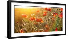 The Blooming Poppy Flowers in the Field-olegkalina-Framed Photographic Print